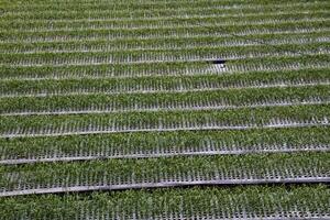 The spring onion fields are still young and ready to harvest, rice fields in Sembalun village photo