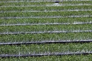 The spring onion fields are still young and ready to harvest, rice fields in Sembalun village photo