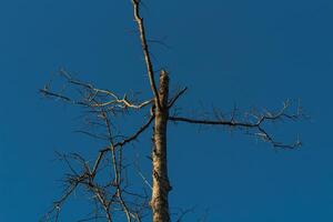Tree Branches with Bright Blue Sky Background photo