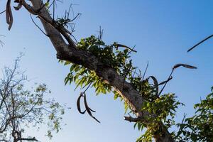Tree Branches with Bright Blue Sky Background photo