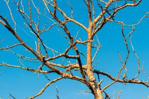Tree Branches with Bright Blue Sky Background photo