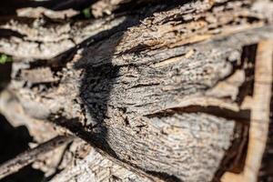 Background texture of old weathered bark photo