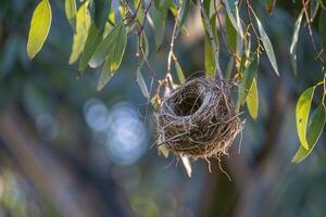 A bird's nest hangs delicately from the branches of a eucalyptus tree, surrounded by green leaves photo