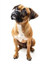 Boxer dog isolated on white background photo