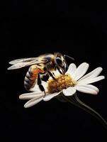 Bee isolated on black background photo