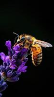 Bee isolated on black background photo