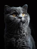 scottish fold cat isolated on black background photo