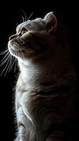 scottish fold cat isolated on black background photo