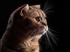 scottish fold cat isolated on black background photo