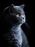 scottish fold cat isolated on black background photo