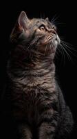scottish fold cat isolated on black background photo