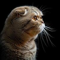 scottish fold cat isolated on black background photo