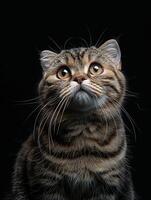 scottish fold cat isolated on black background photo