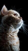scottish fold cat isolated on black background photo