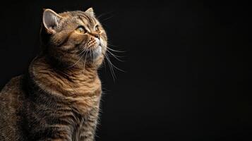 scottish fold cat isolated on black background photo