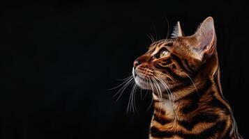 bengal cat isolated on black background photo