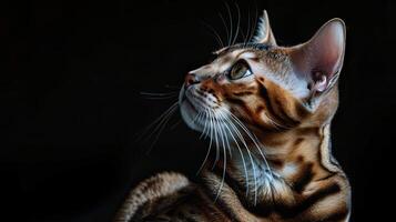 bengal cat isolated on black background photo