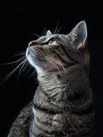 american shorthair cat isolated on black background photo