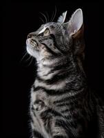 american shorthair cat isolated on black background photo