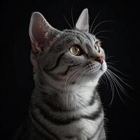 american shorthair cat isolated on black background photo