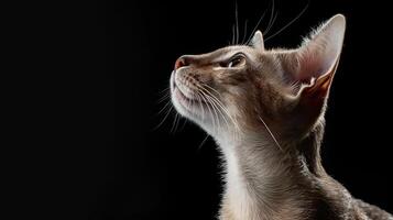 oriental shorthair cat isolated on black background photo