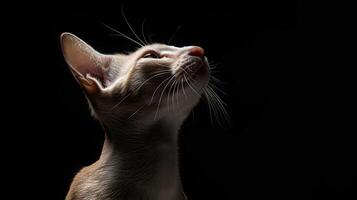 oriental shorthair cat isolated on black background photo