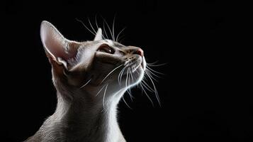 oriental shorthair cat isolated on black background photo