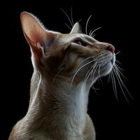 oriental shorthair cat isolated on black background photo