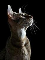 oriental shorthair cat isolated on black background photo