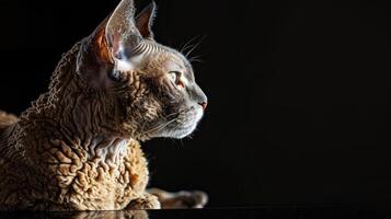 devon rex cat isolated on black background photo