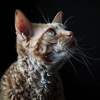 devon rex cat isolated on black background photo