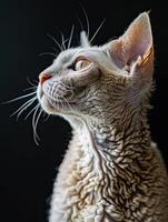 devon rex cat isolated on black background photo