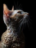 devon rex cat isolated on black background photo