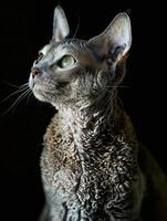 devon rex cat isolated on black background photo