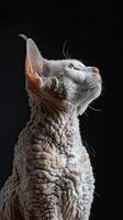 devon rex cat isolated on black background photo