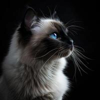 birman cat isolated on black background photo