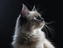 birman cat isolated on black background photo