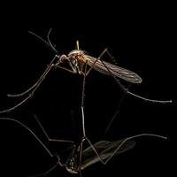 Mosquito isolated on black background photo