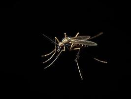 Mosquito isolated on black background photo