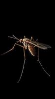 Mosquito isolated on black background photo