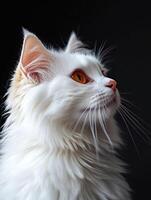 Turkish Angora cat isolated on black background photo