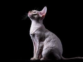 Cornish Rex cat isolated on black background photo