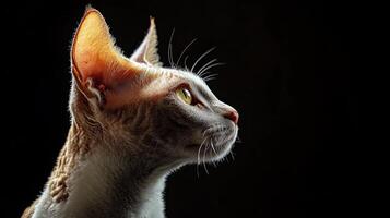 Cornish Rex cat isolated on black background photo