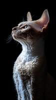 Cornish Rex cat isolated on black background photo