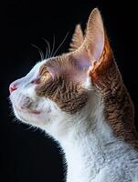 Cornish Rex cat isolated on black background photo