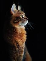 Somali Cat isolated on black background photo