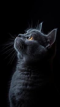 Chartreux cat isolated on black background photo