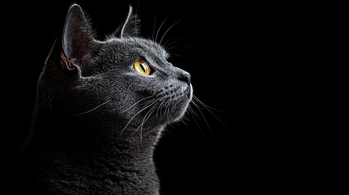 Black background images hd discount