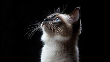 Balinese cat isolated on black background photo