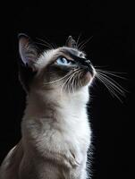 Balinese cat isolated on black background photo